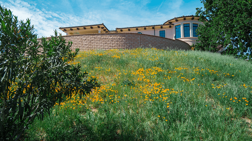 a field of yellow flowers and green plants is in the foreground. Further back there is a house with a retaining wall, and a bit of blue sky.